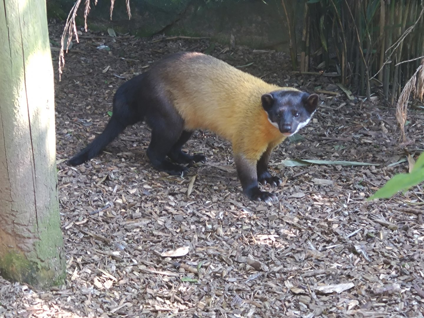 Yellow-throated Marten 1/8/24