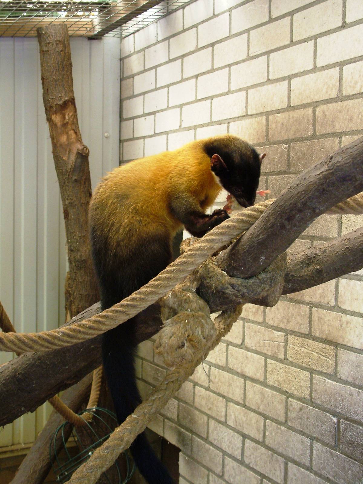 Yellow-throated Marten at Best, 02/06/12