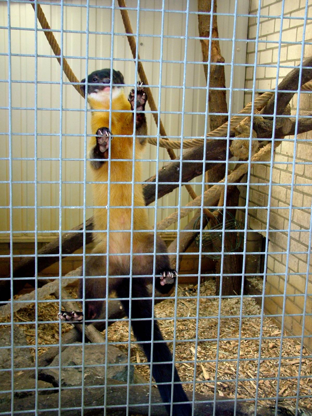 Yellow-throated Marten at Best, 02/06/12