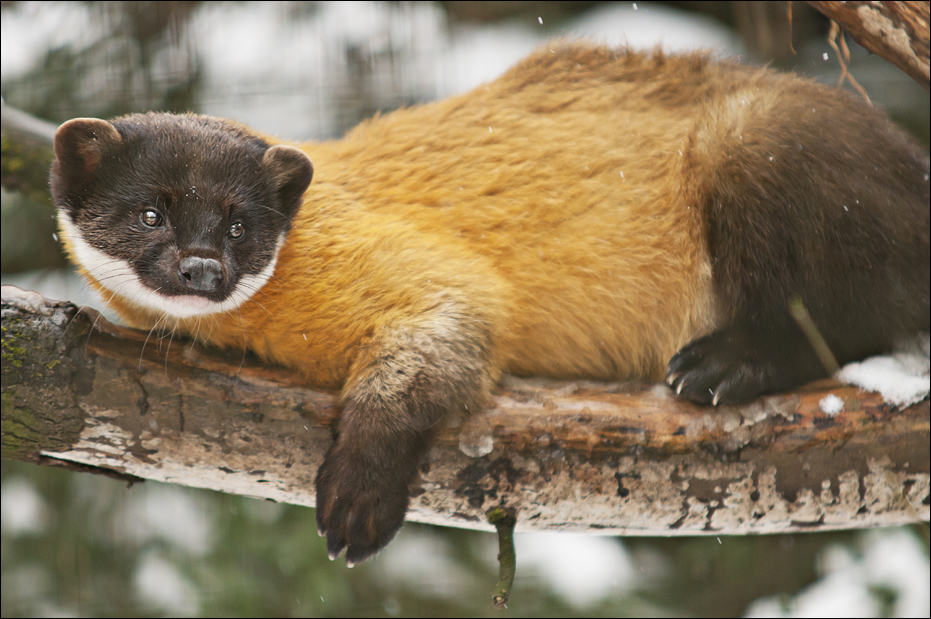 Yellow-throated marten at Münster