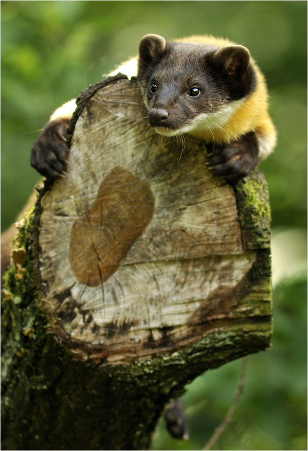 yellow-throated marten at nuremberg zoo