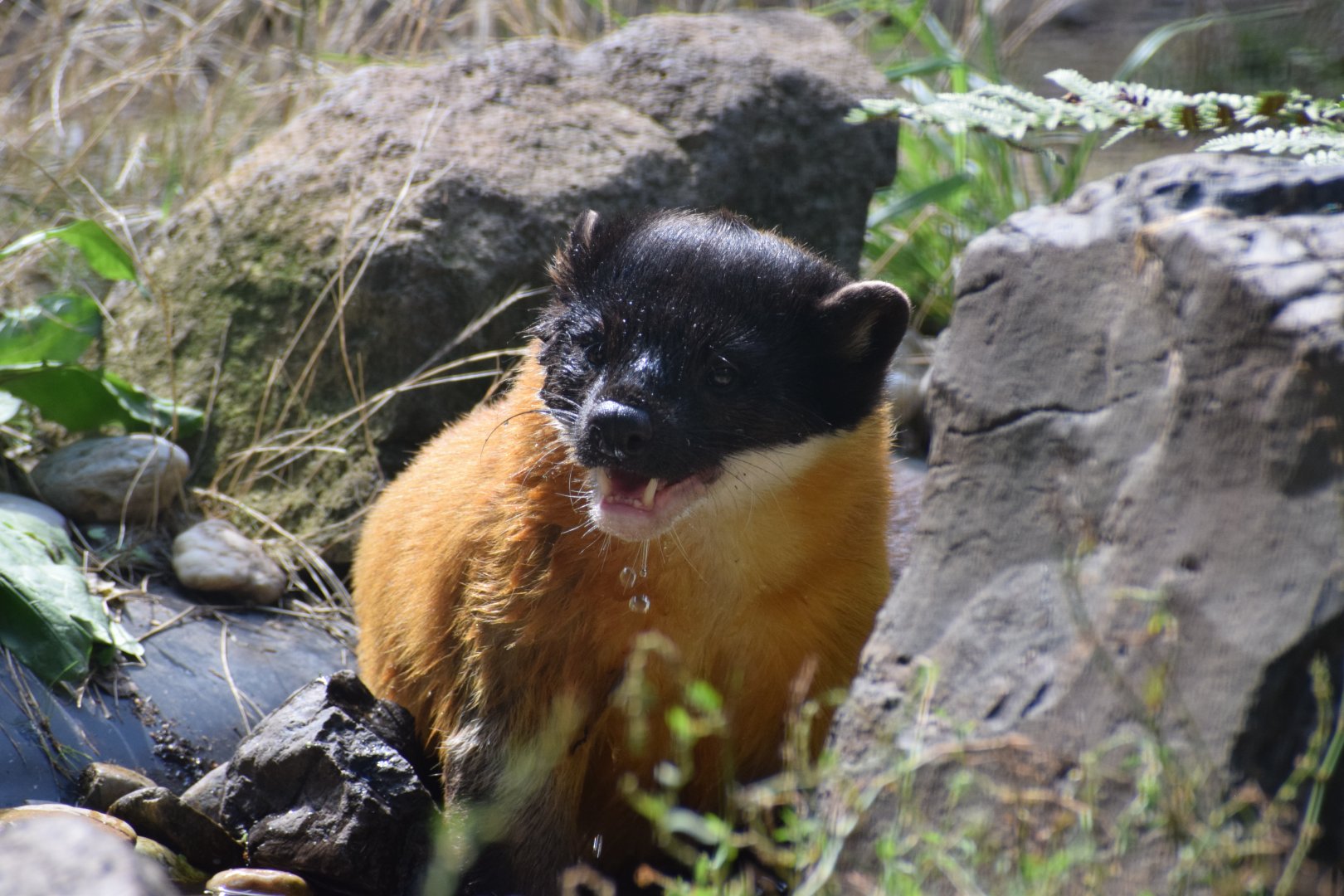 Yellow-throated marten - August 2023
