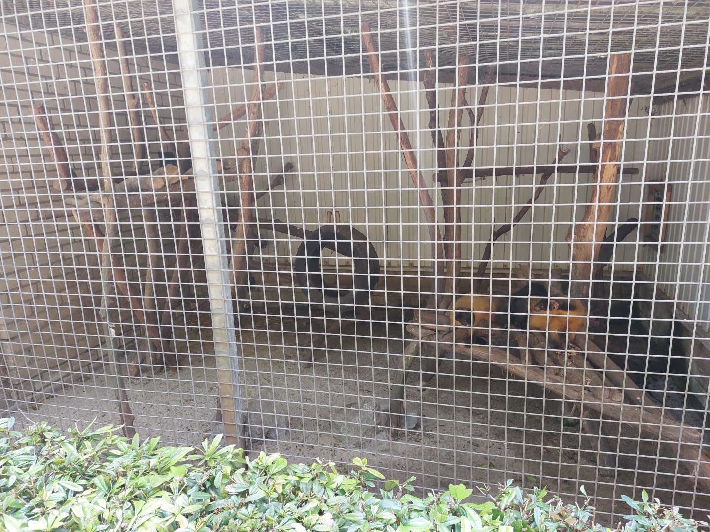 Yellow-throated marten cage (50%)