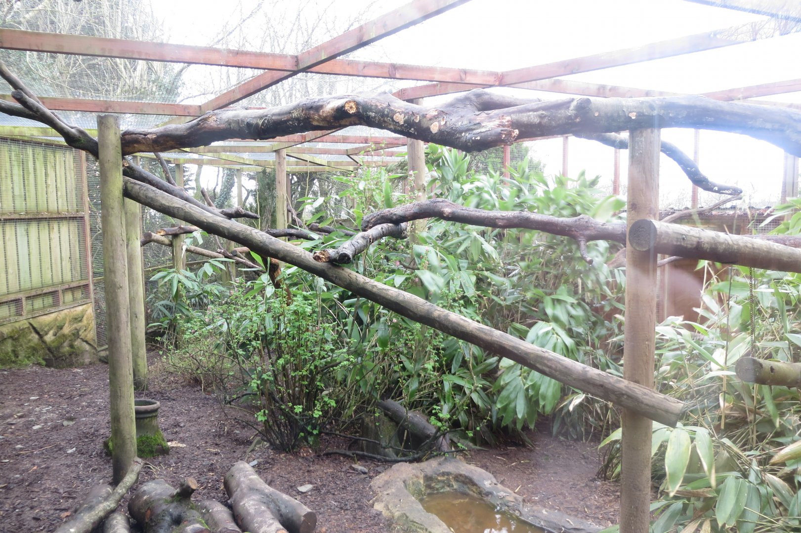 Yellow-throated marten enclosure 040319