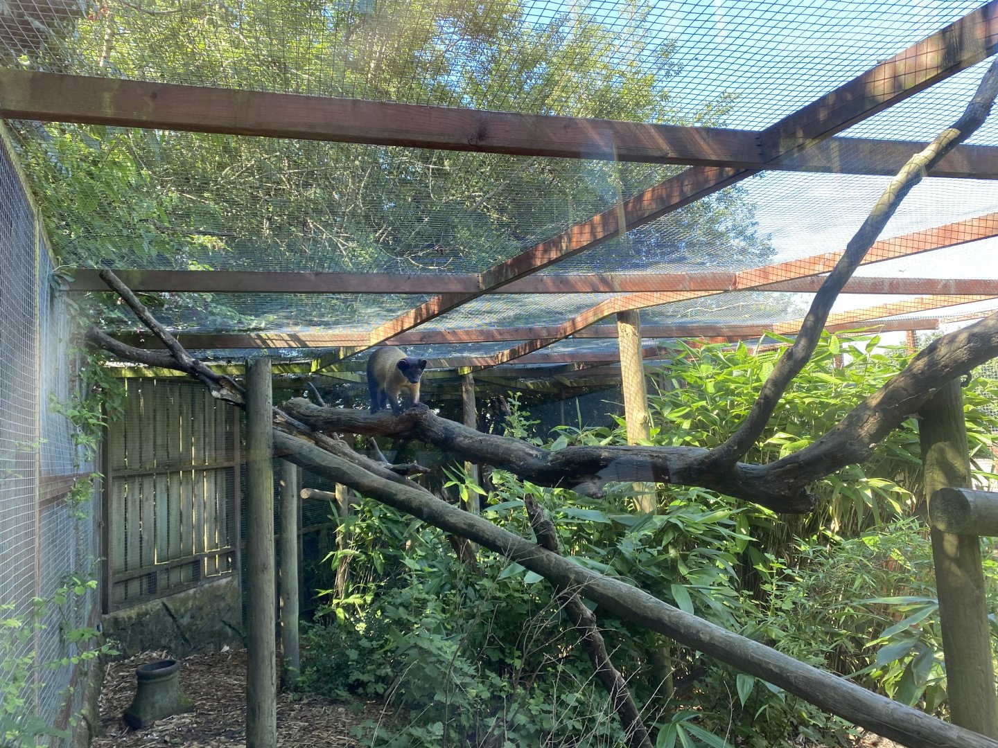 Yellow-throated marten enclosure 070820