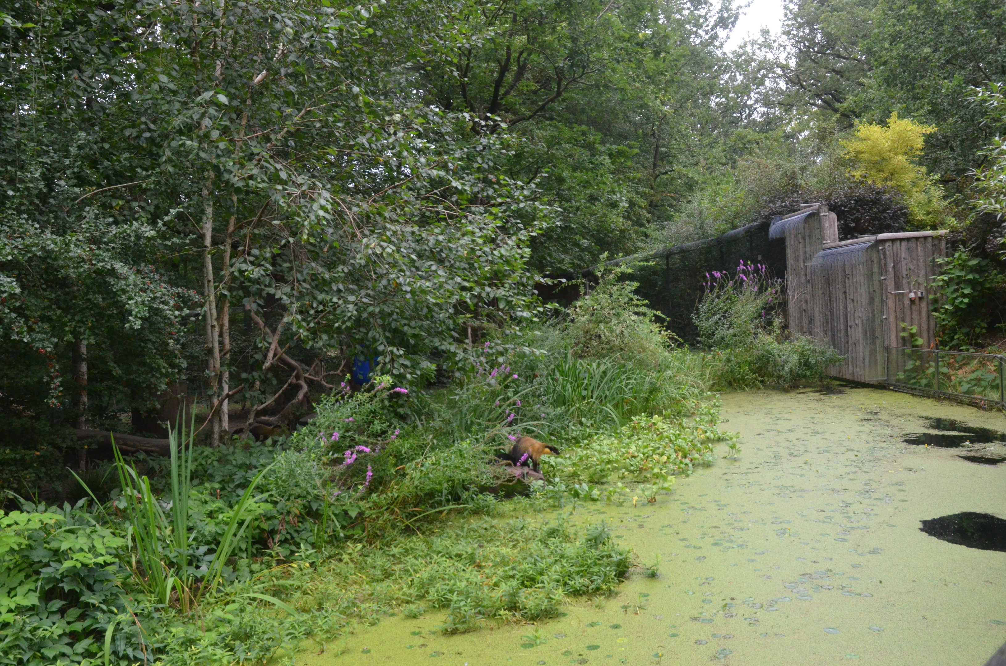 Yellow-throated Marten Enclosure at Nuremberg, 08/09/19