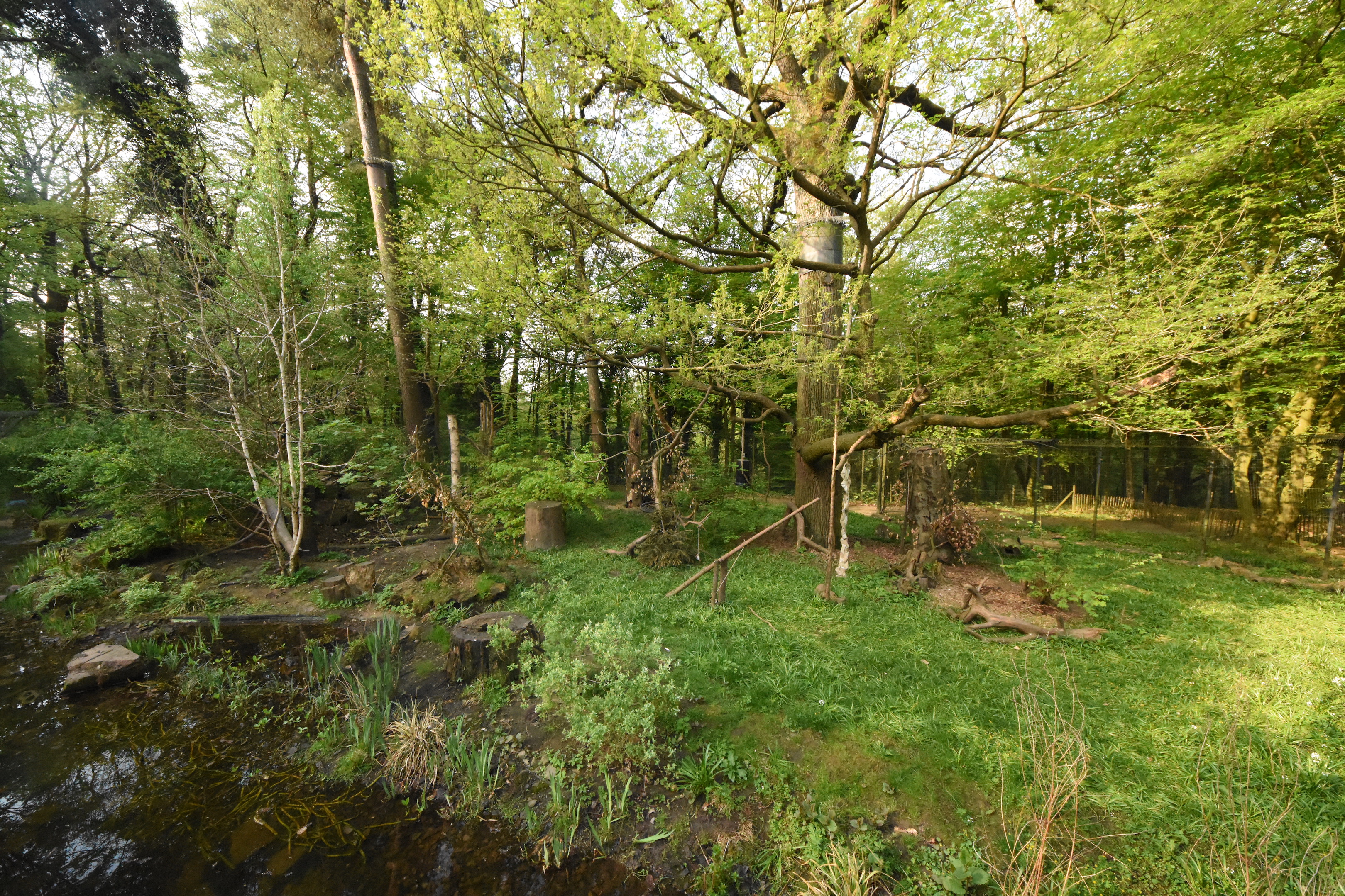 Yellow-throated marten enclosure