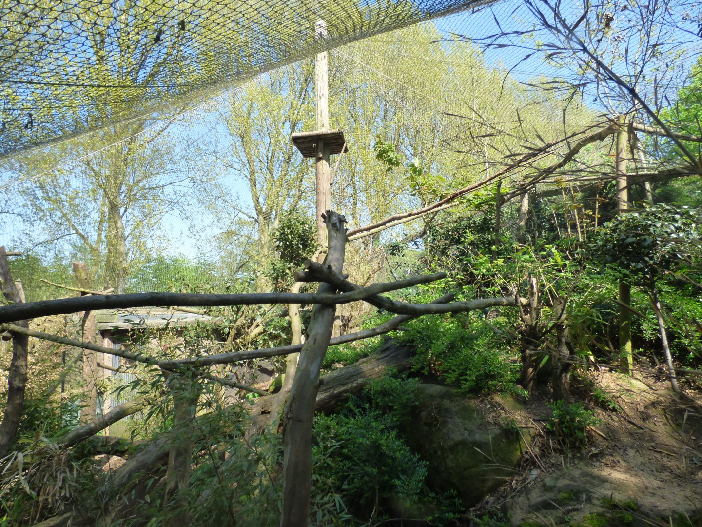 Yellow-throated Marten Enclosure