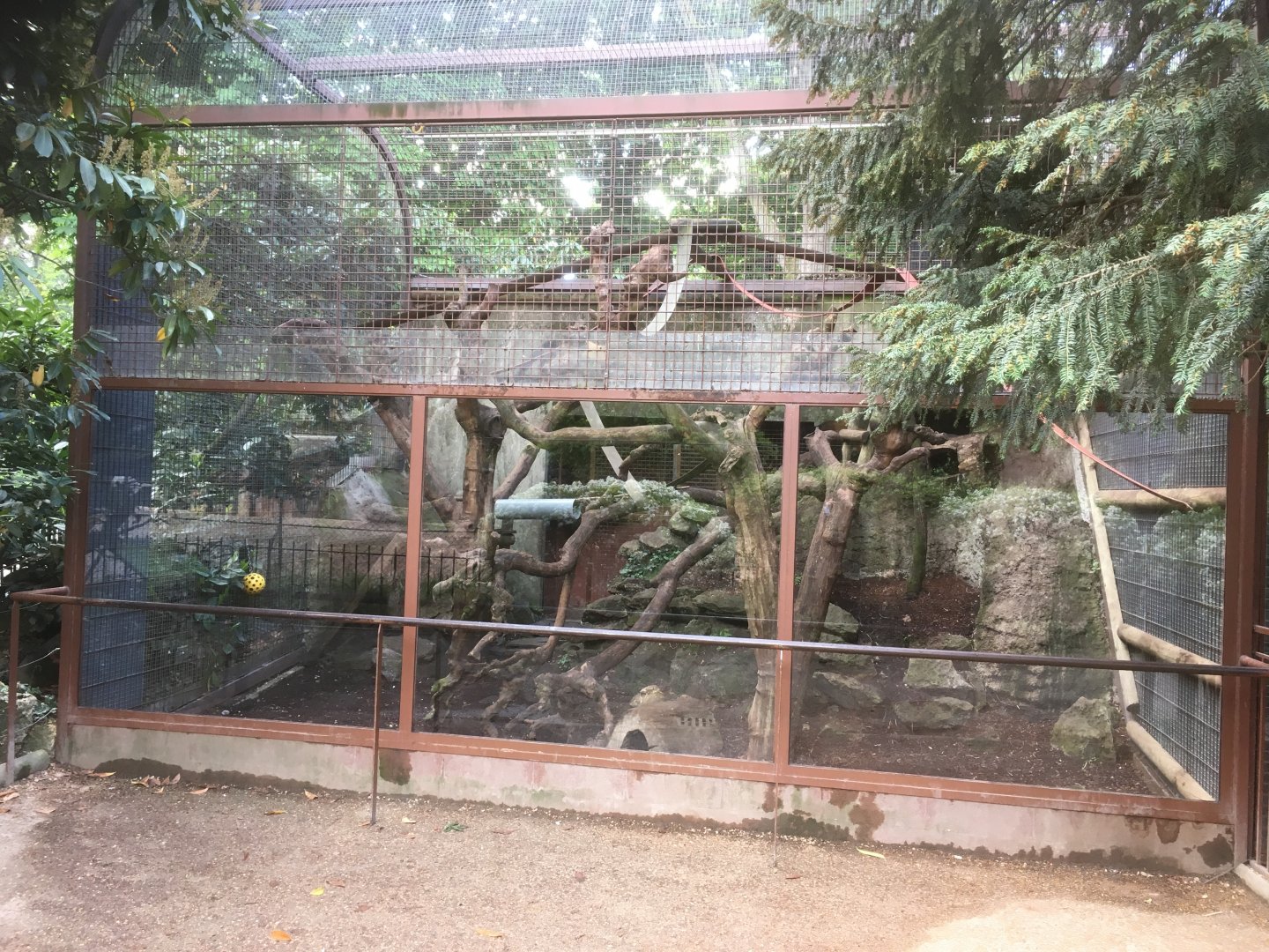Yellow throated marten enclosure