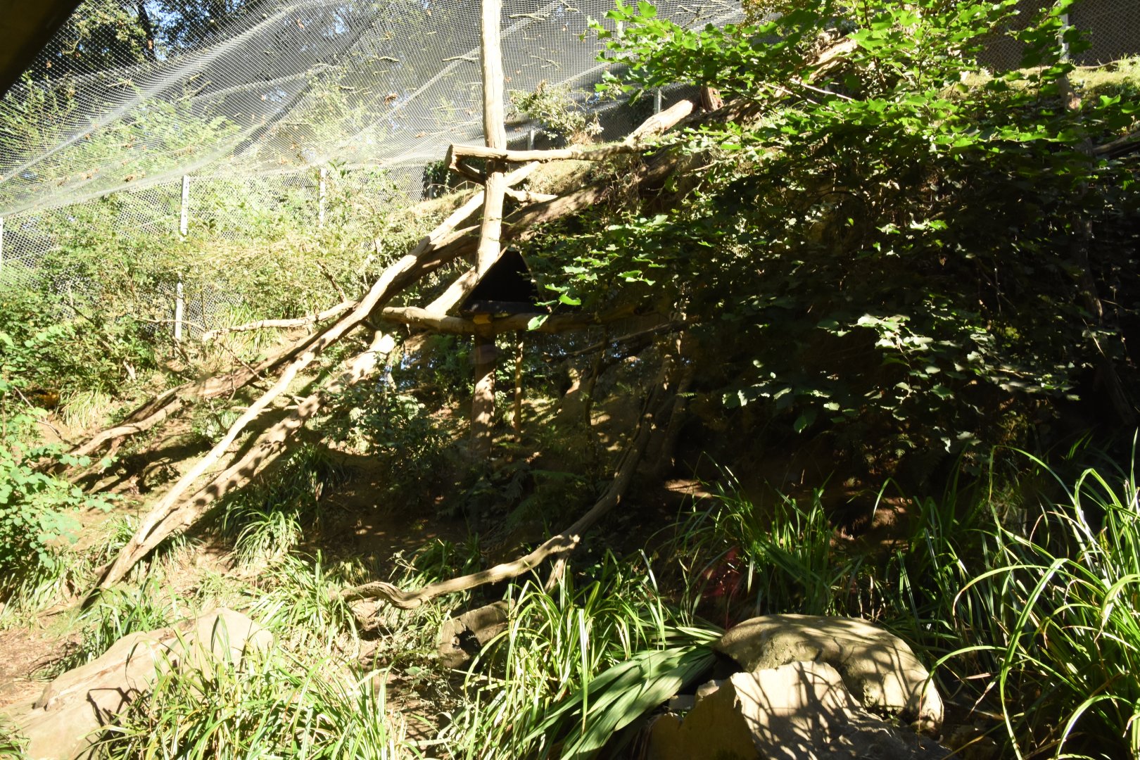 Yellow-throated Marten enclosure