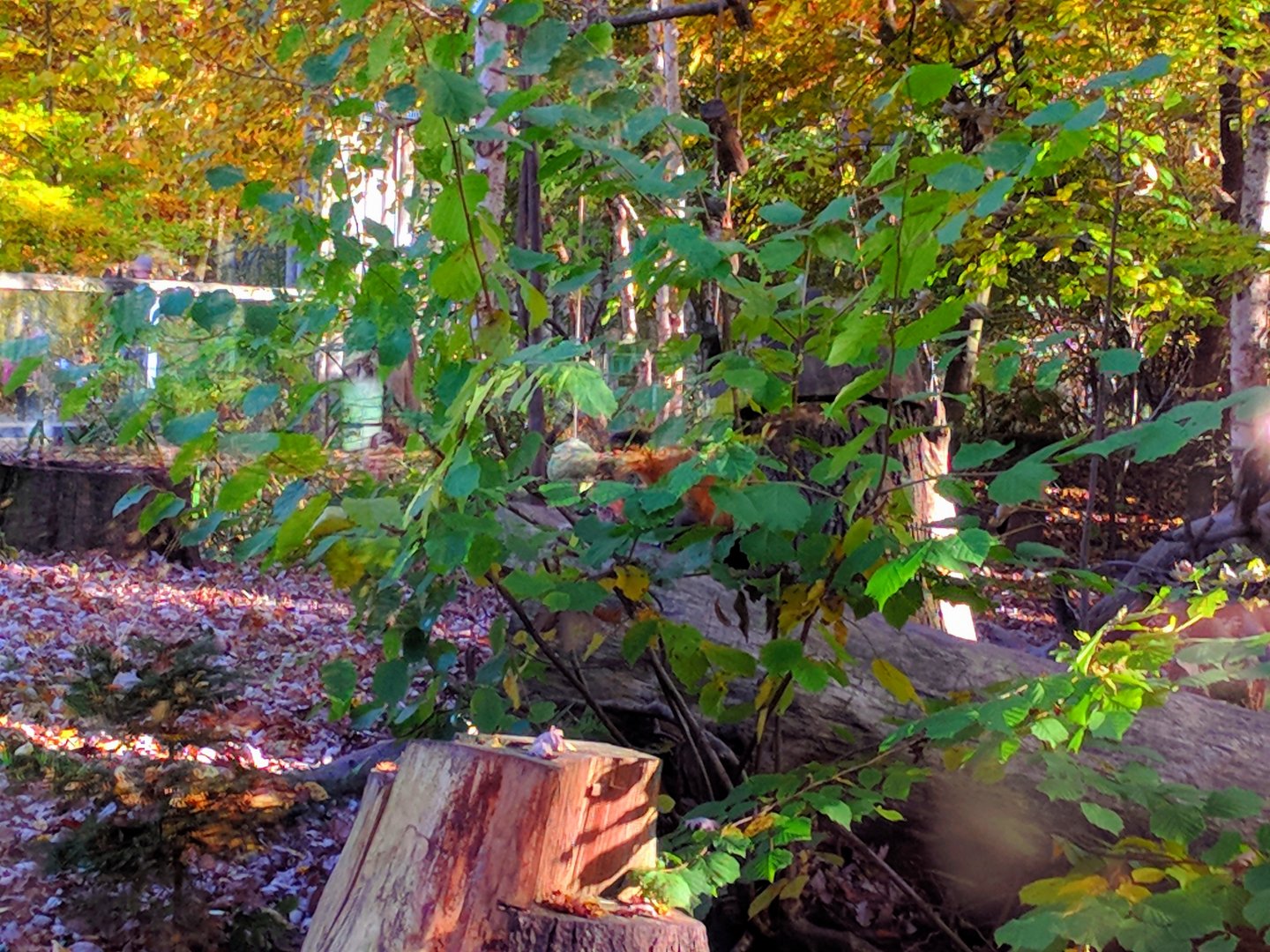 Yellow throated Marten Enclosure