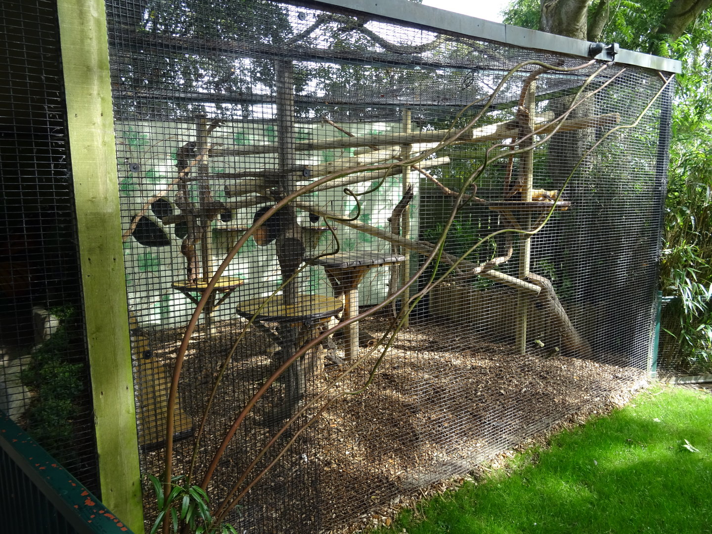 Yellow-Throated Marten Enclosure