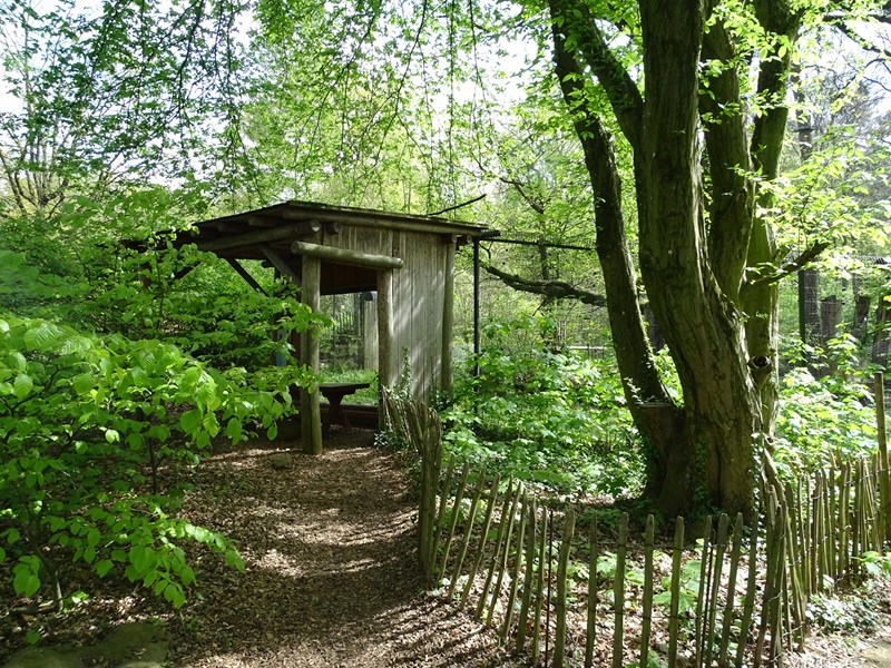 Yellow-throated marten enclosure