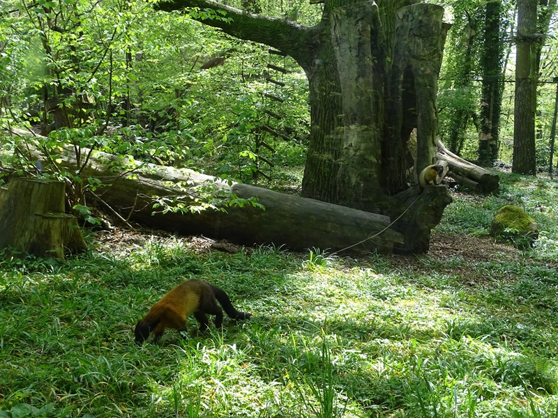 Yellow-throated marten enclosure