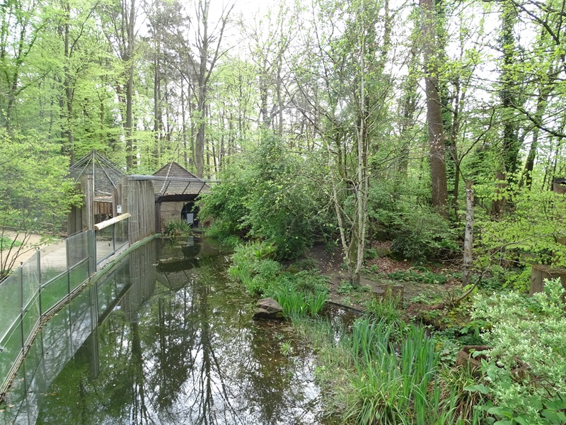 Yellow-throated marten enclosure