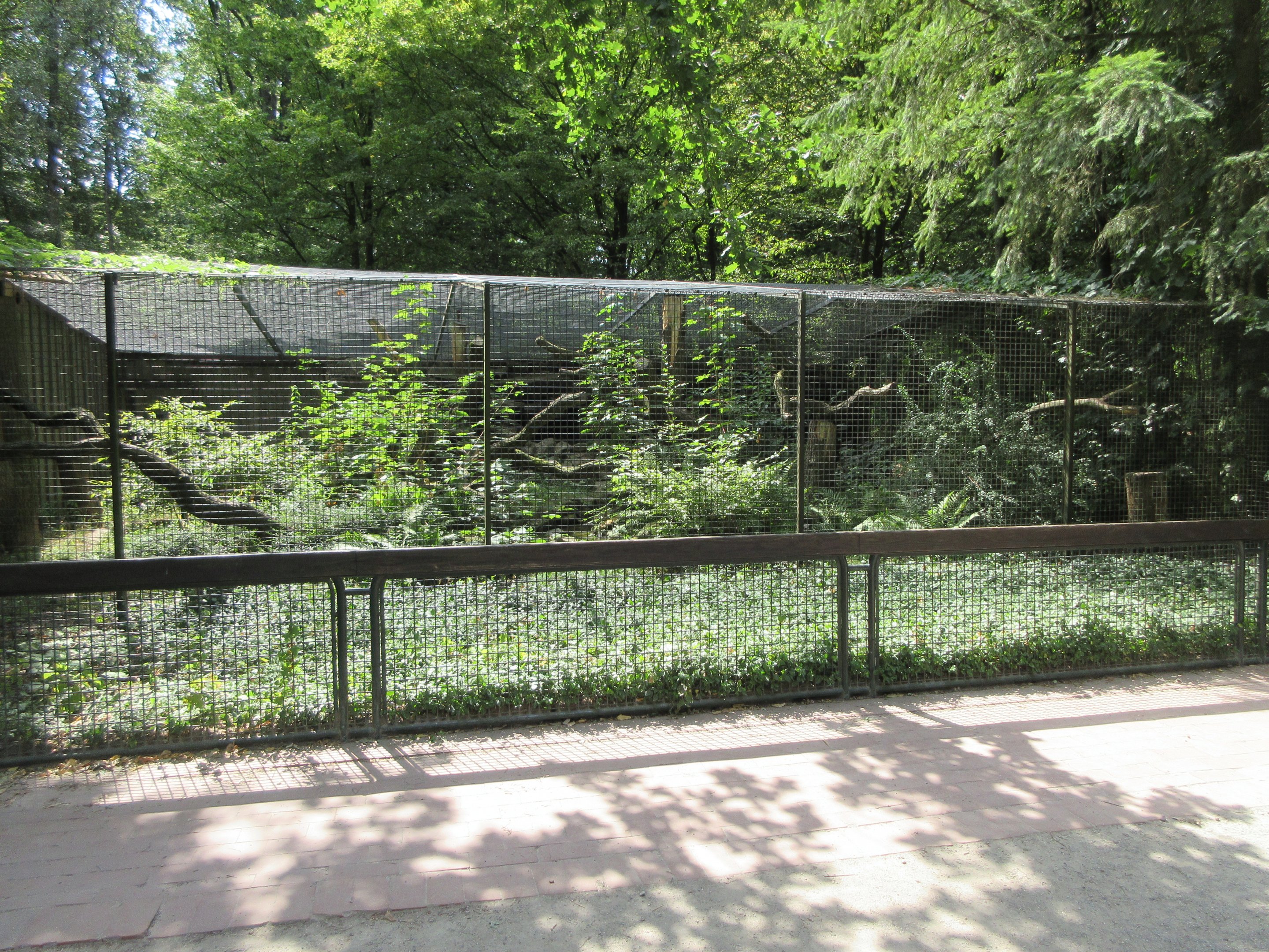 Yellow-throated Marten Exhibit #1