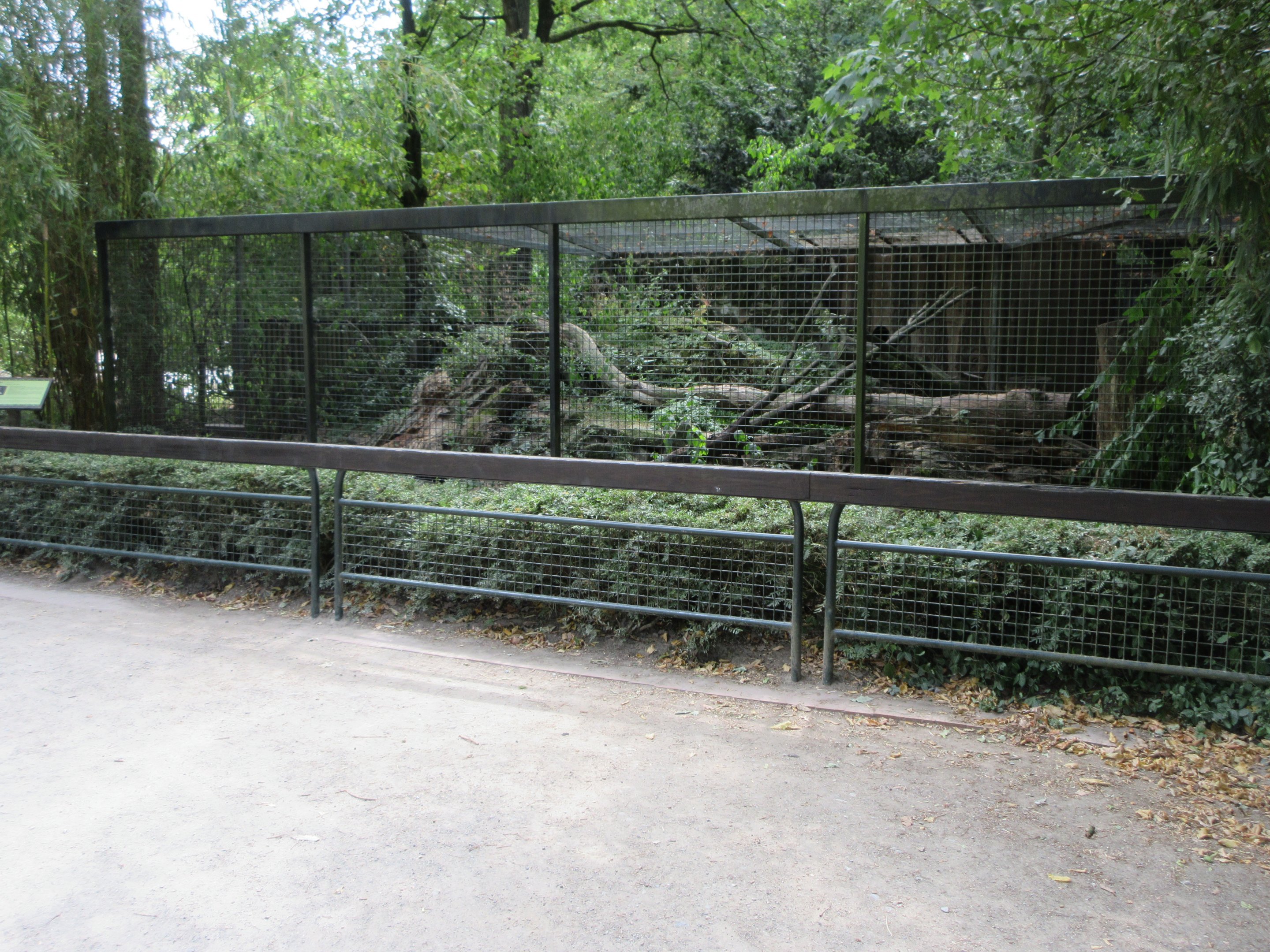 Yellow-throated Marten Exhibit #2