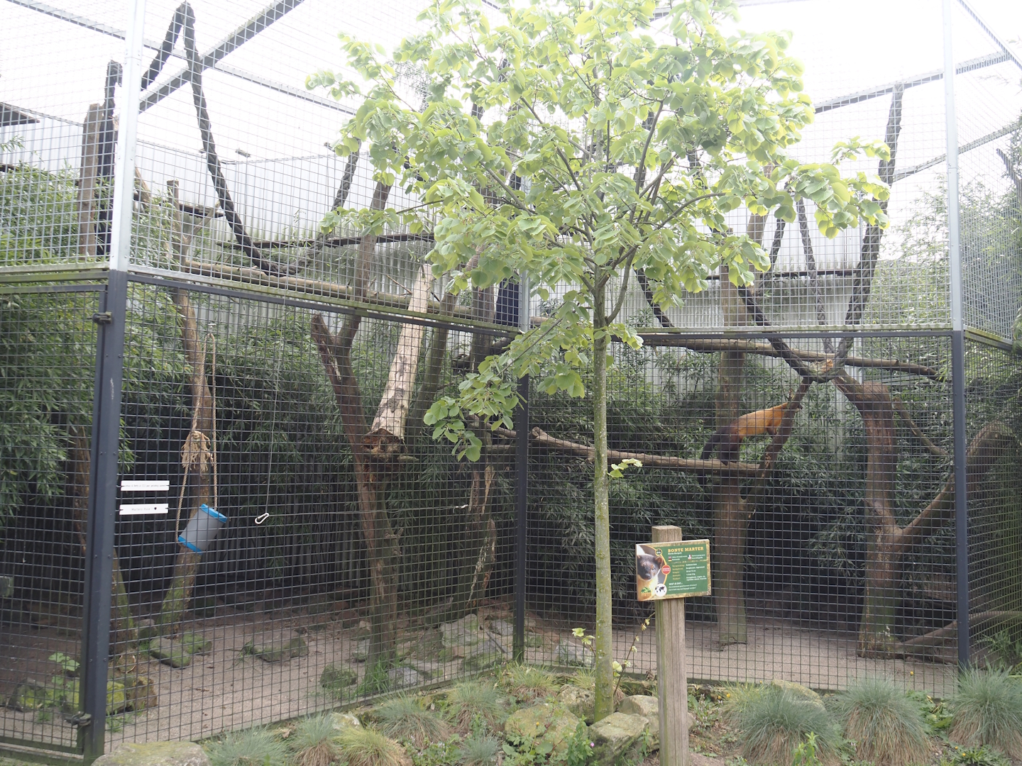 Yellow-throated marten exhibit, 2024-04-14