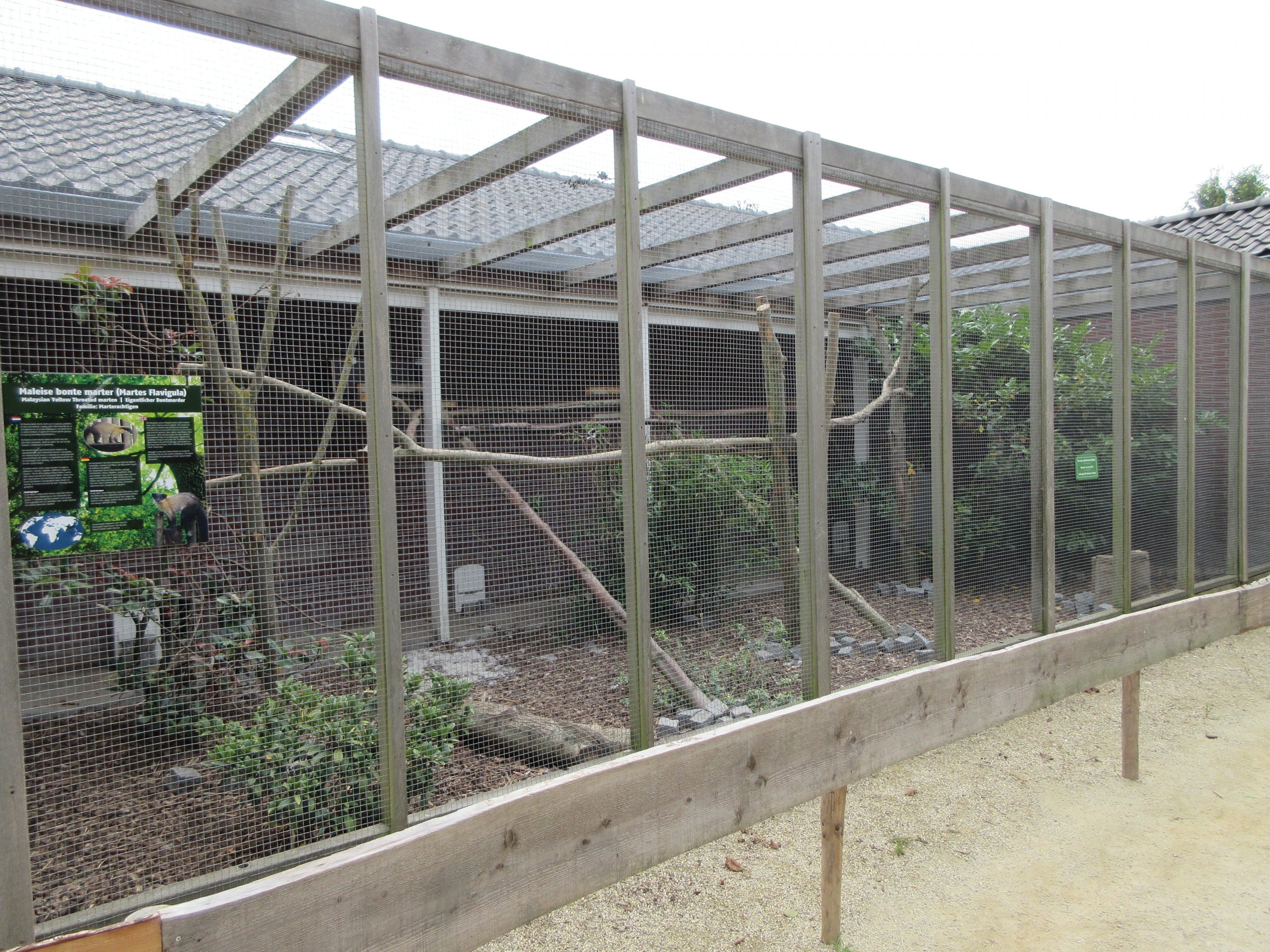 Yellow-throated Marten Exhibit
