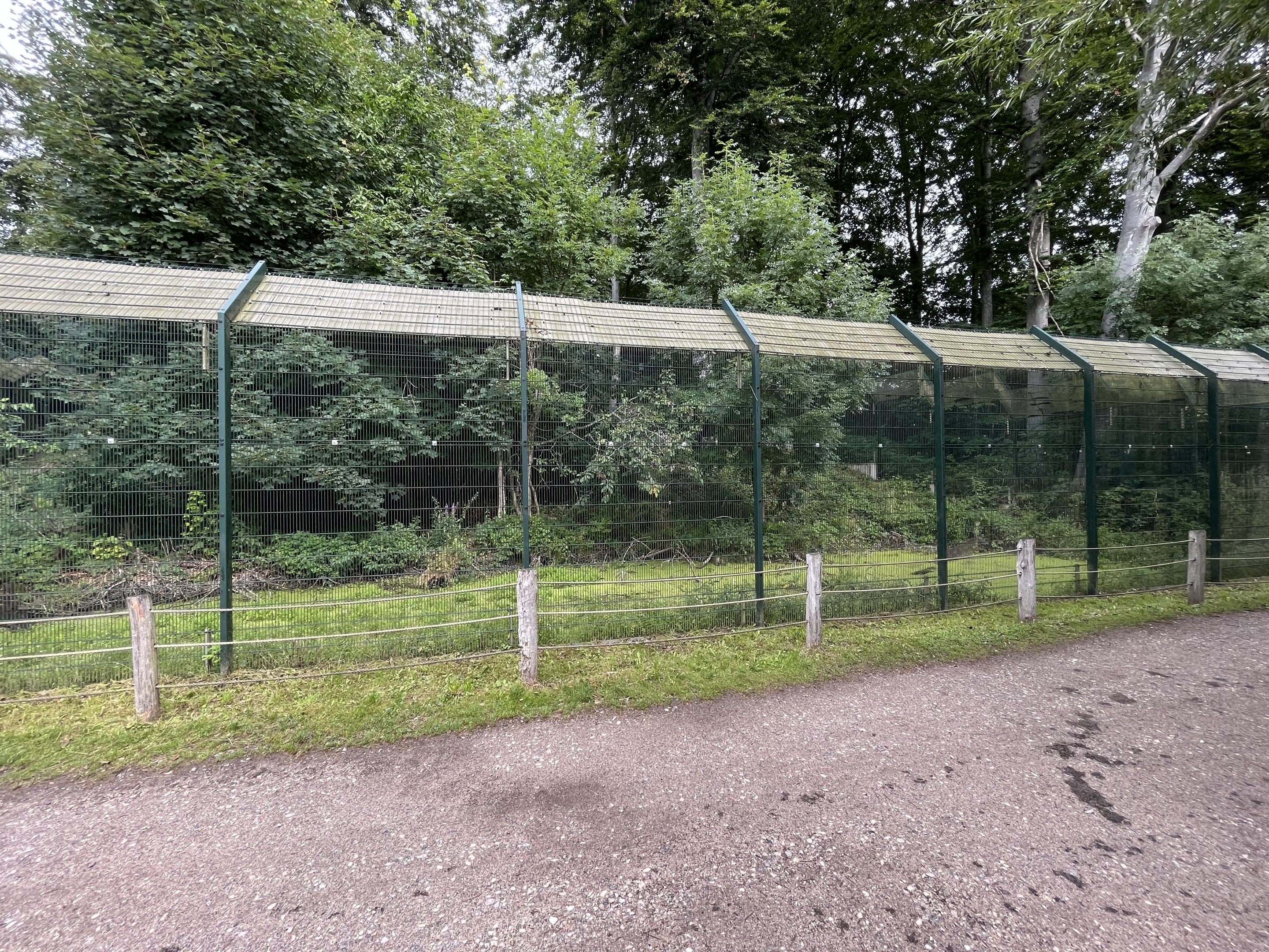 Yellow-throated Marten Exhibit