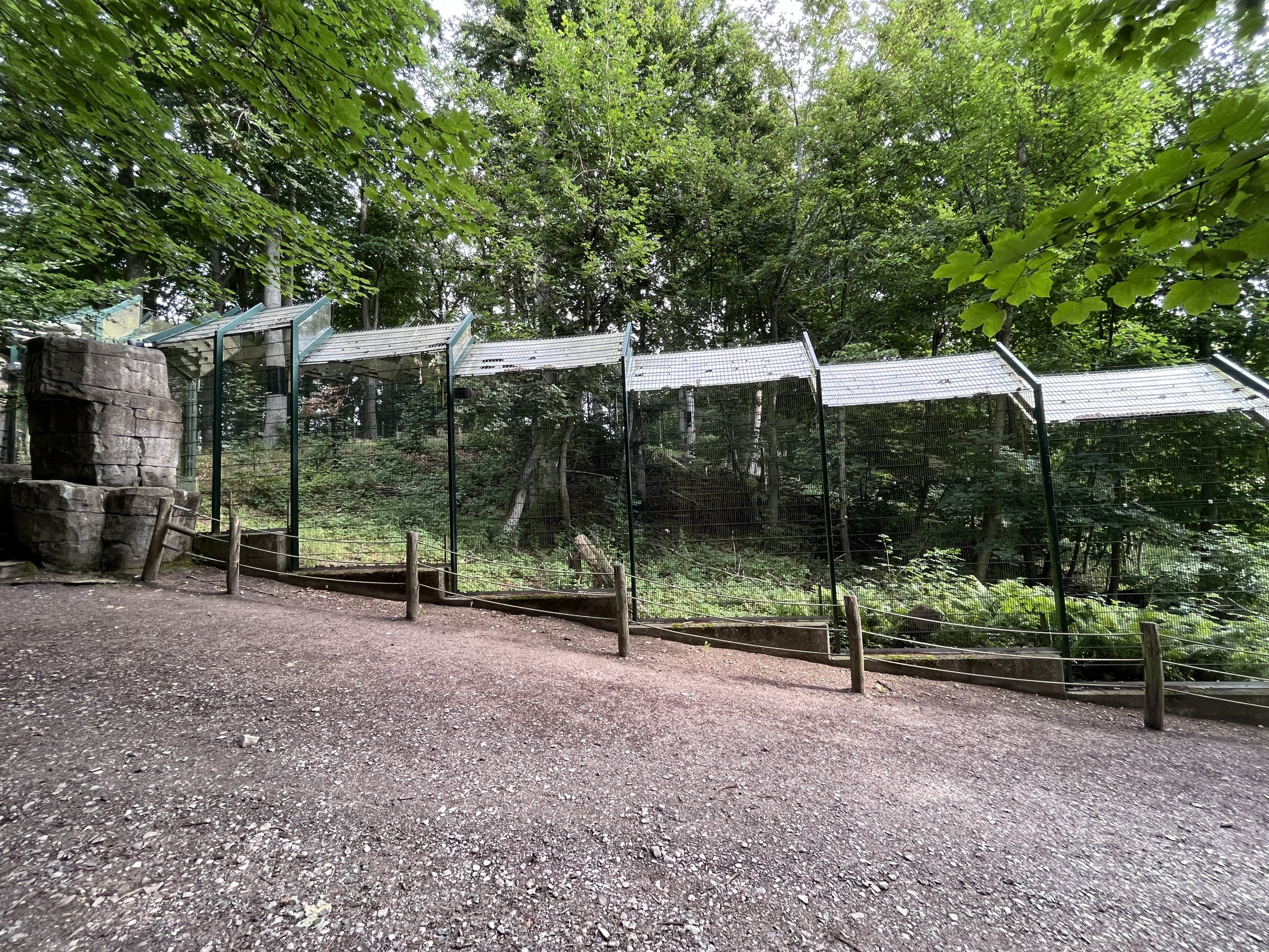 Yellow-throated Marten Exhibit