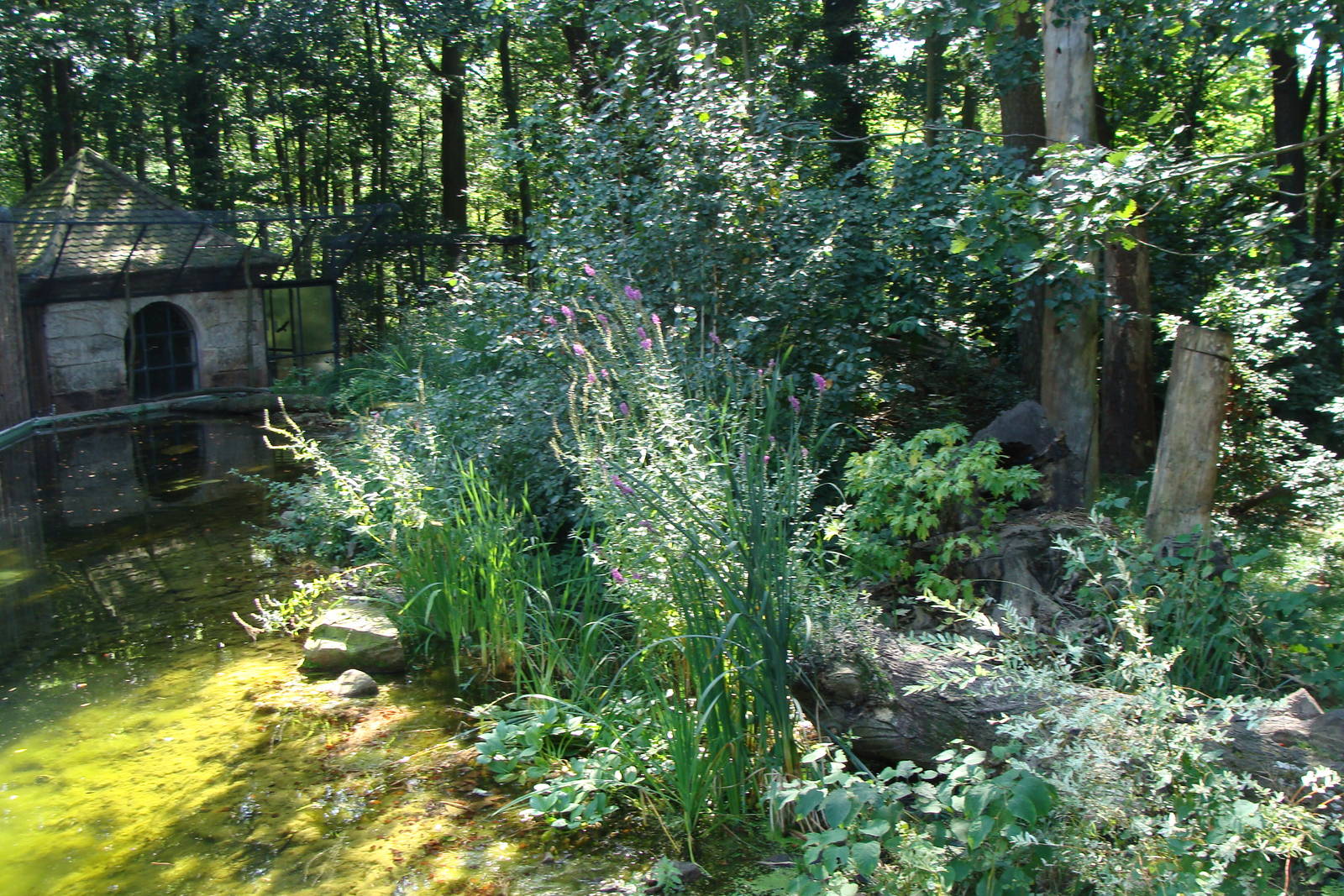 Yellow-throated Marten exhibit