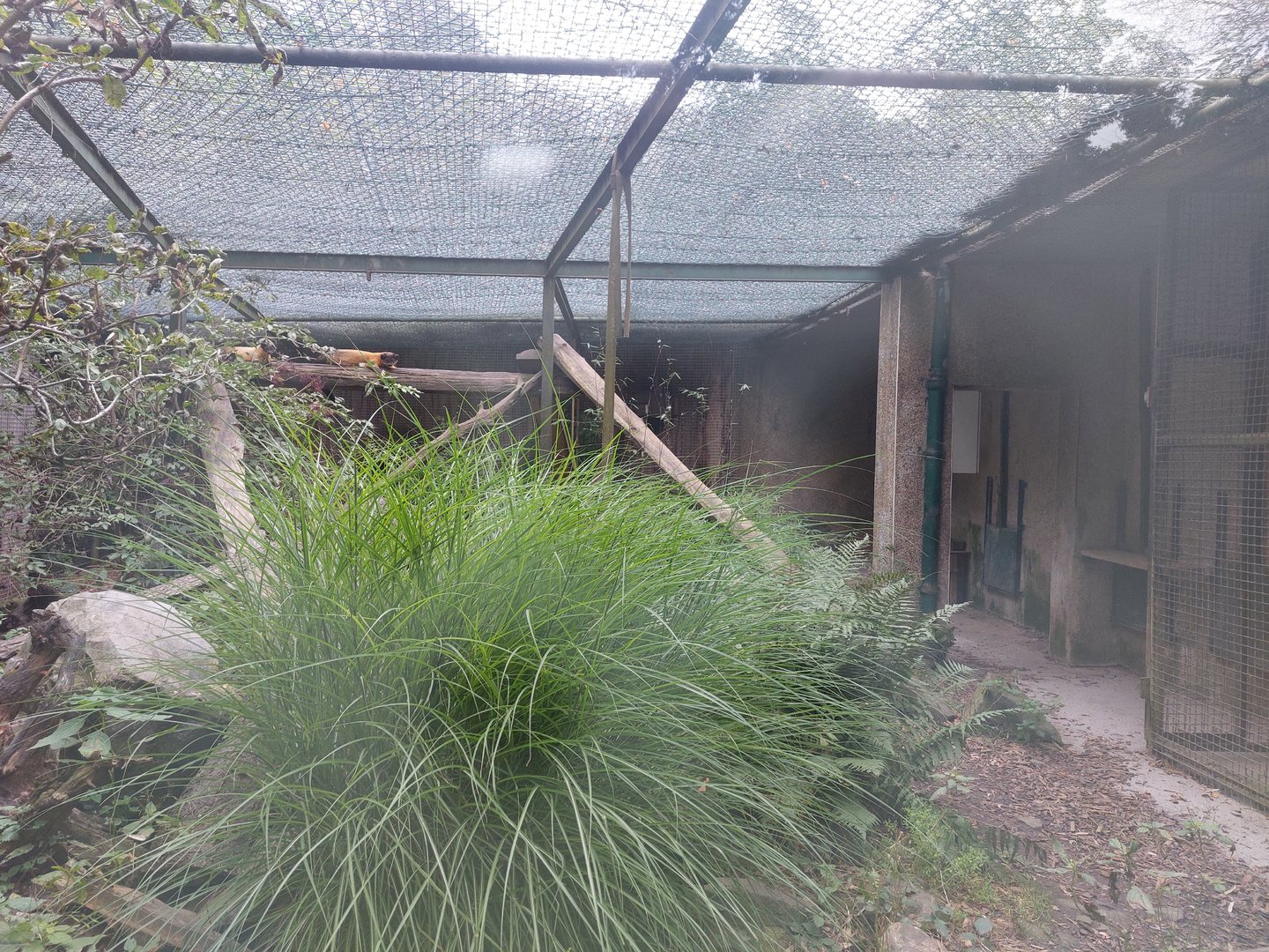 Yellow-throated marten exhibit