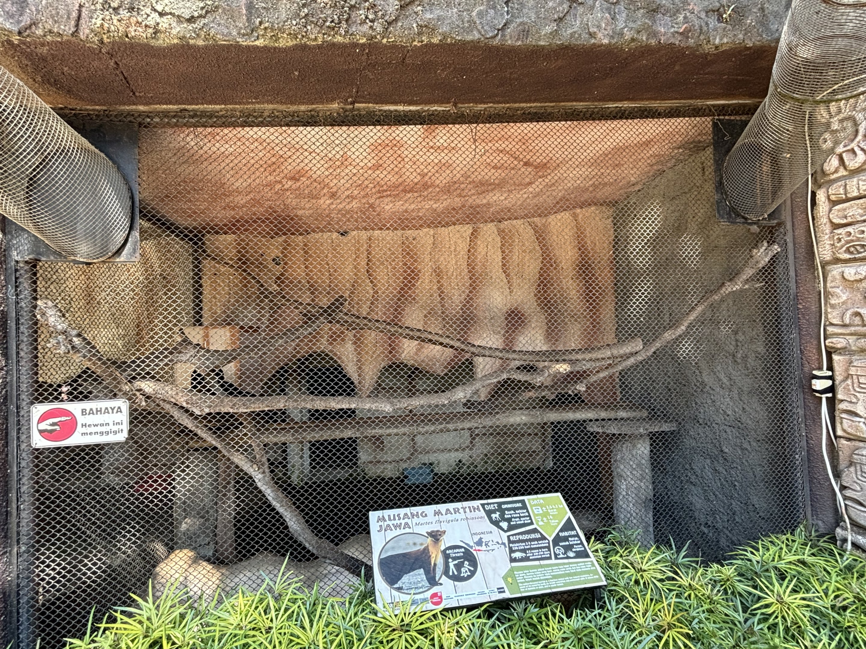 Yellow-throated Marten Exhibit