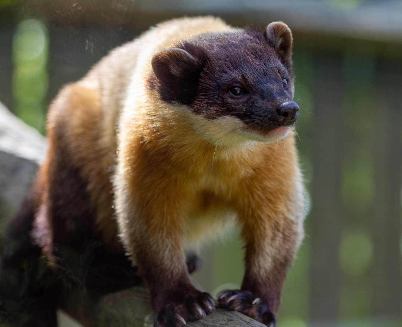 Yellow throated Marten / Exmoor Zoo / 19-5-21