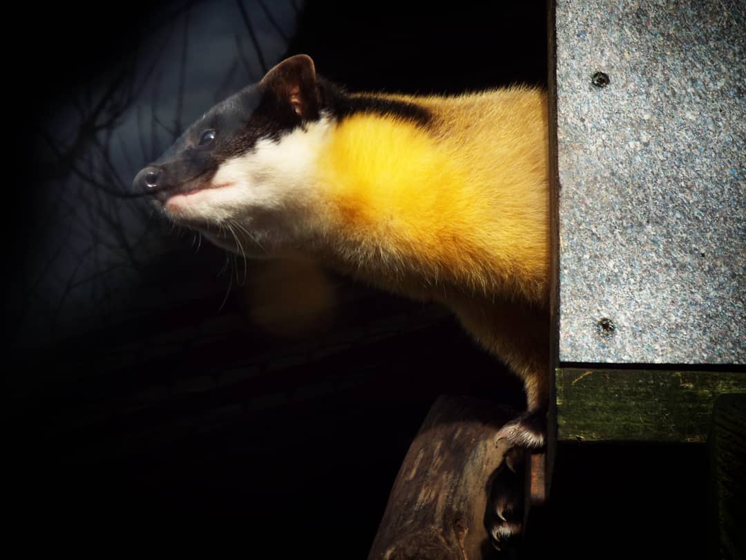 Yellow Throated Marten Exmoor Zoo