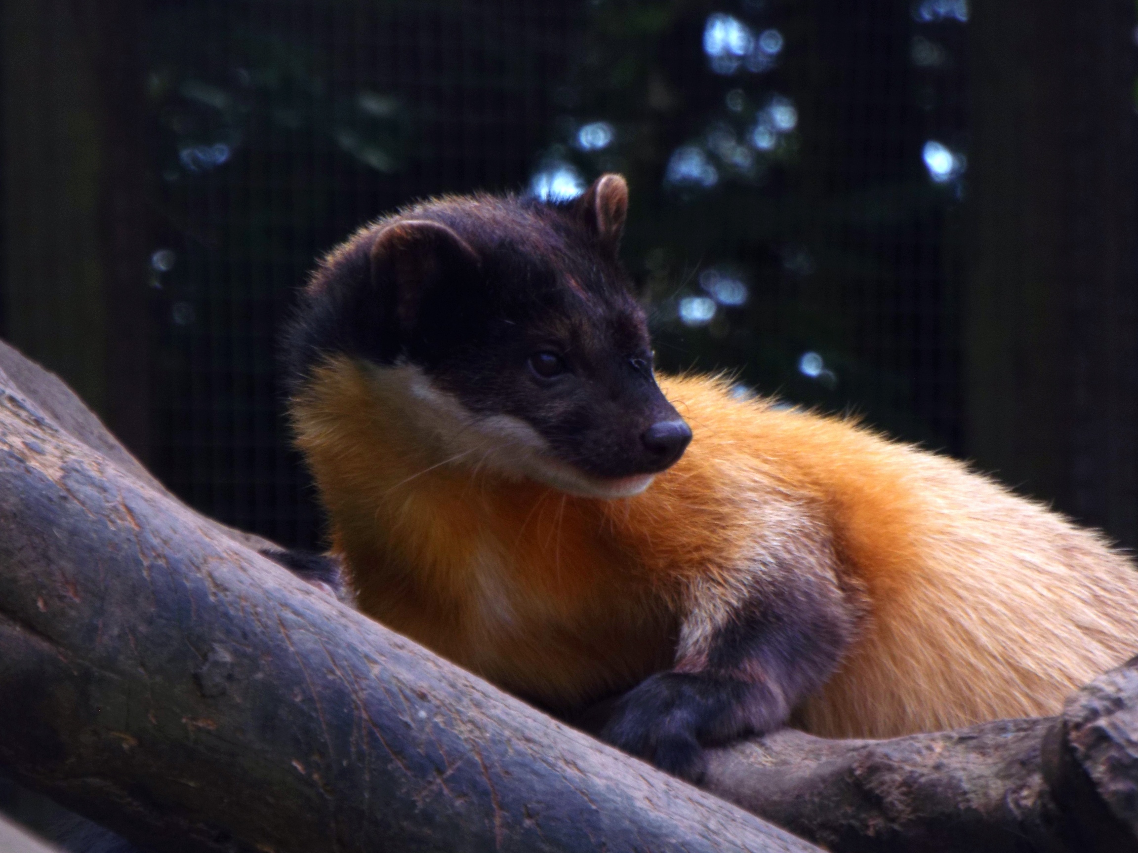 Yellow Throated Marten Exmoor Zoo