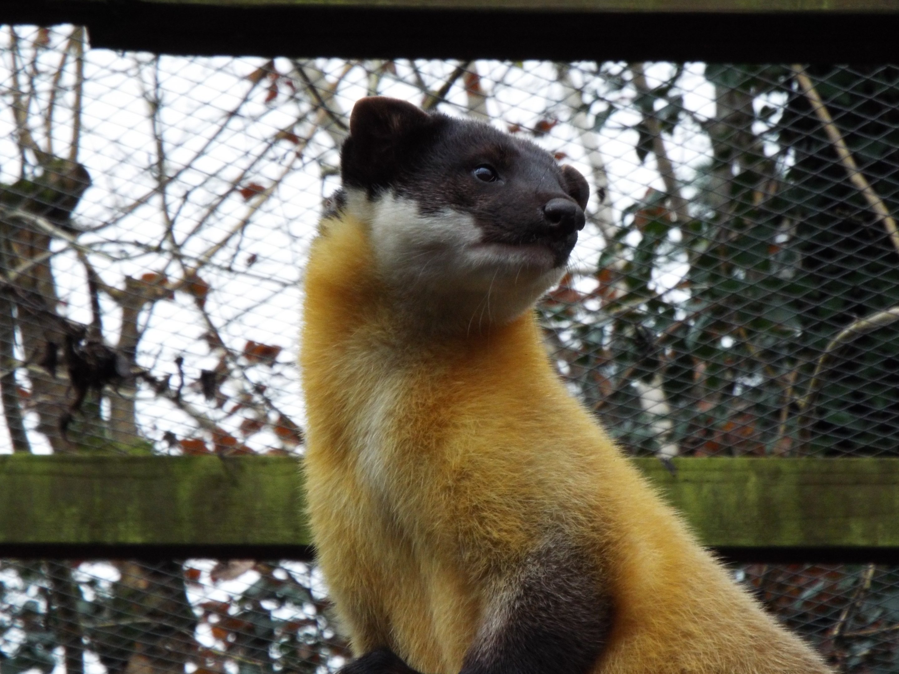 Yellow-throated Marten Exmoor Zoo