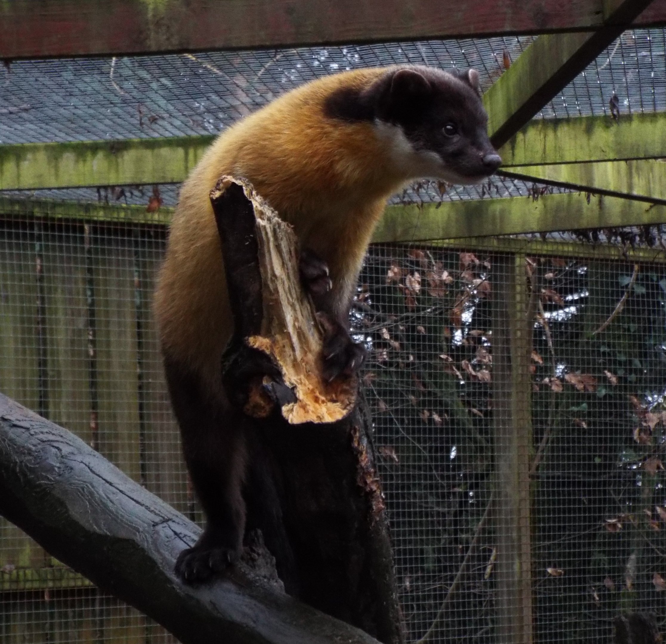 Yellow-throated Marten, Exmoor Zoo