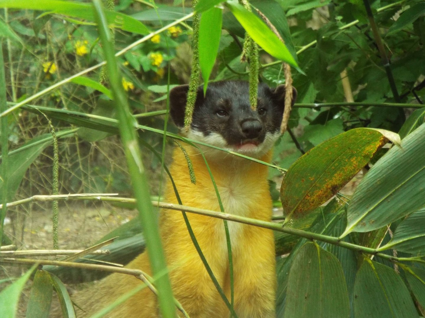 Yellow Throated Marten, Exmoor Zoo