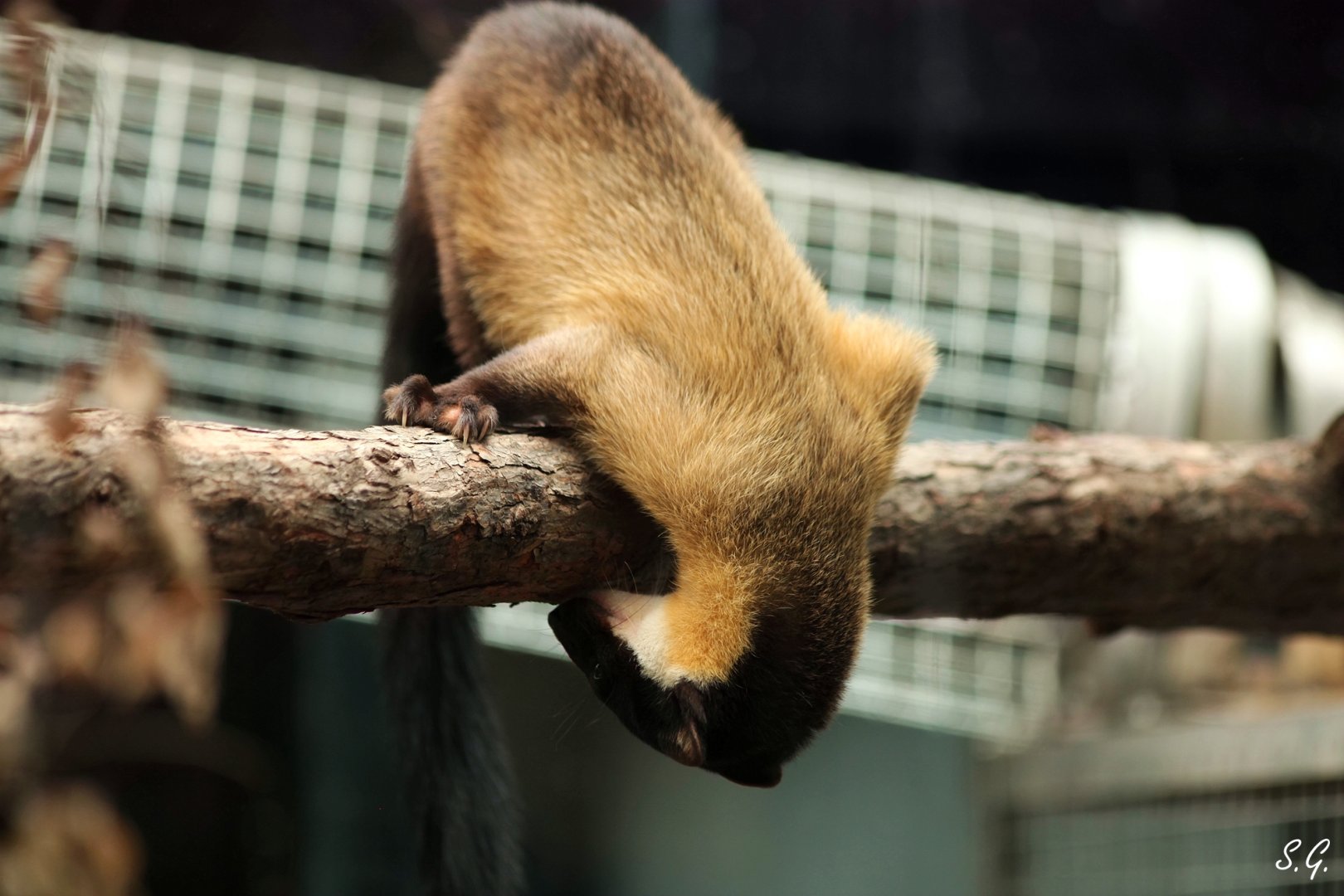 Yellow-throated marten exploring the new enclosure