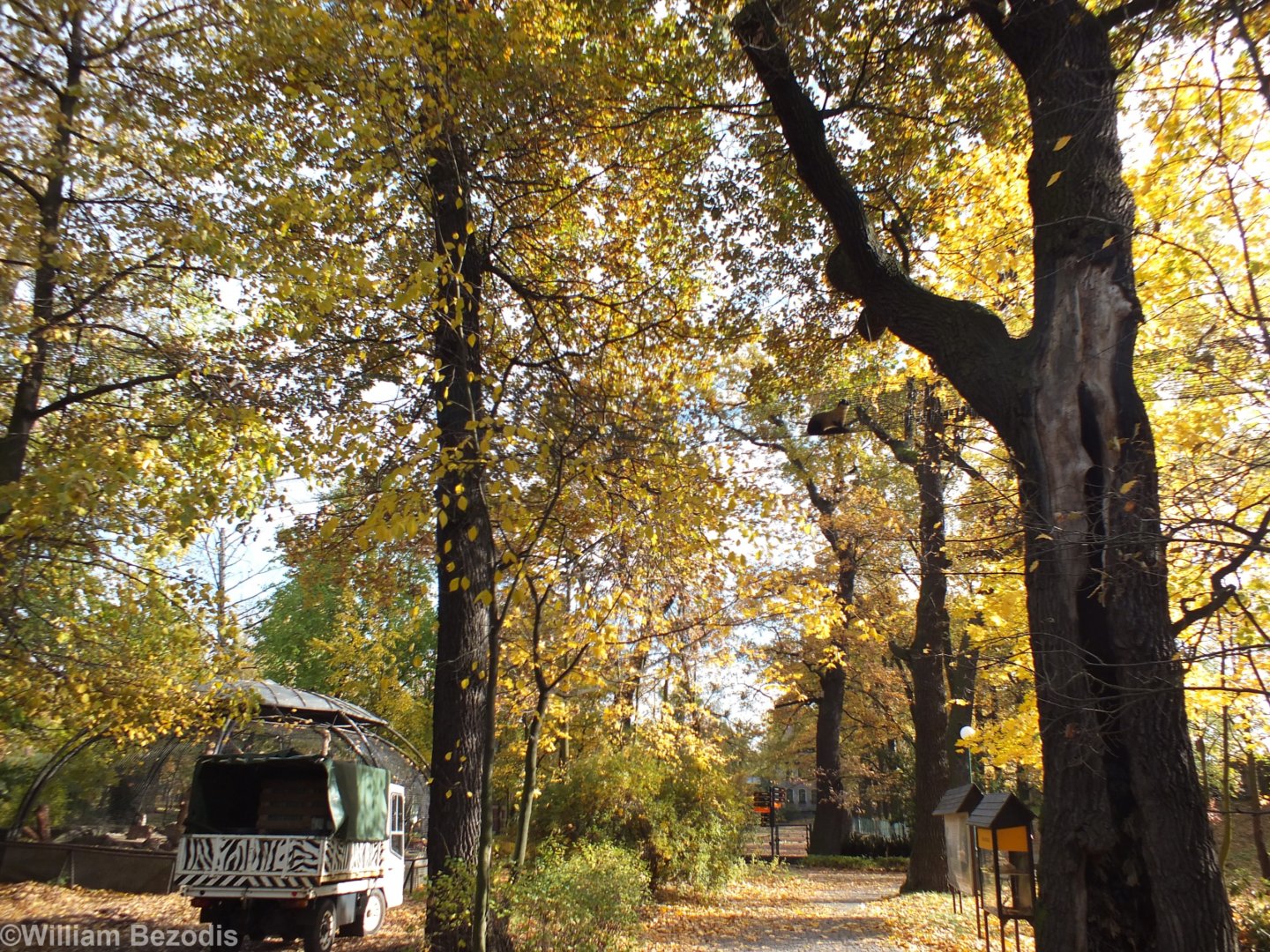 Yellow-throated Marten in the Trees