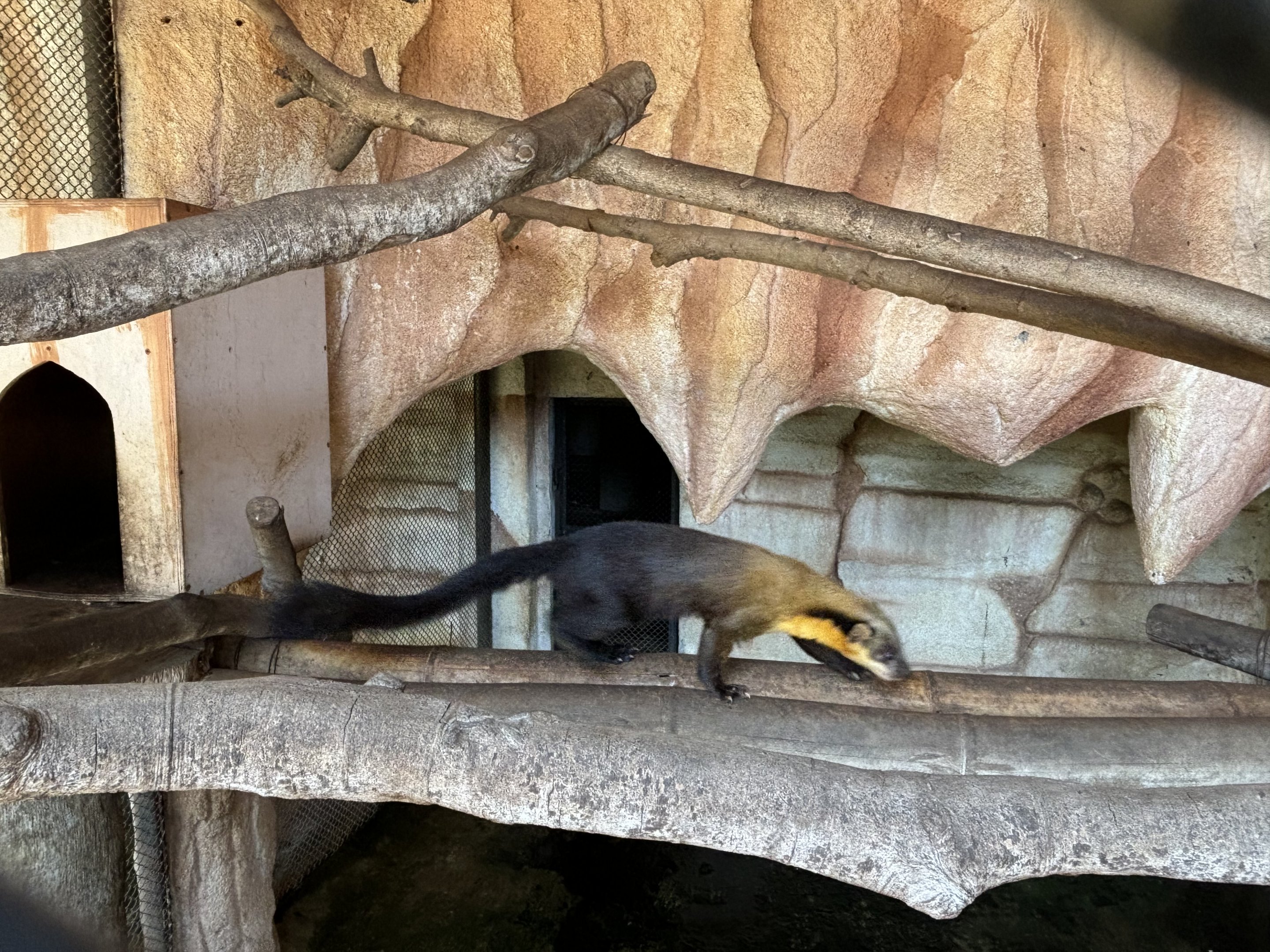 Yellow-throated Marten (Javan subspecies)