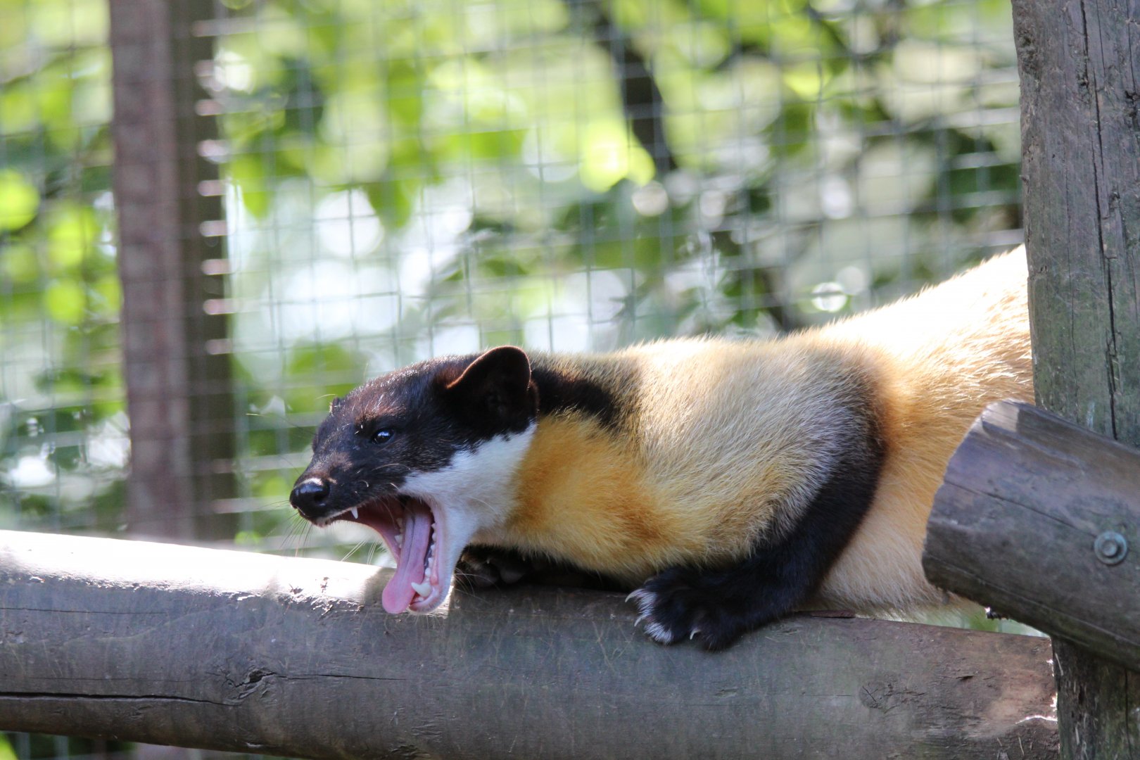 Yellow-throated Marten - July 2019