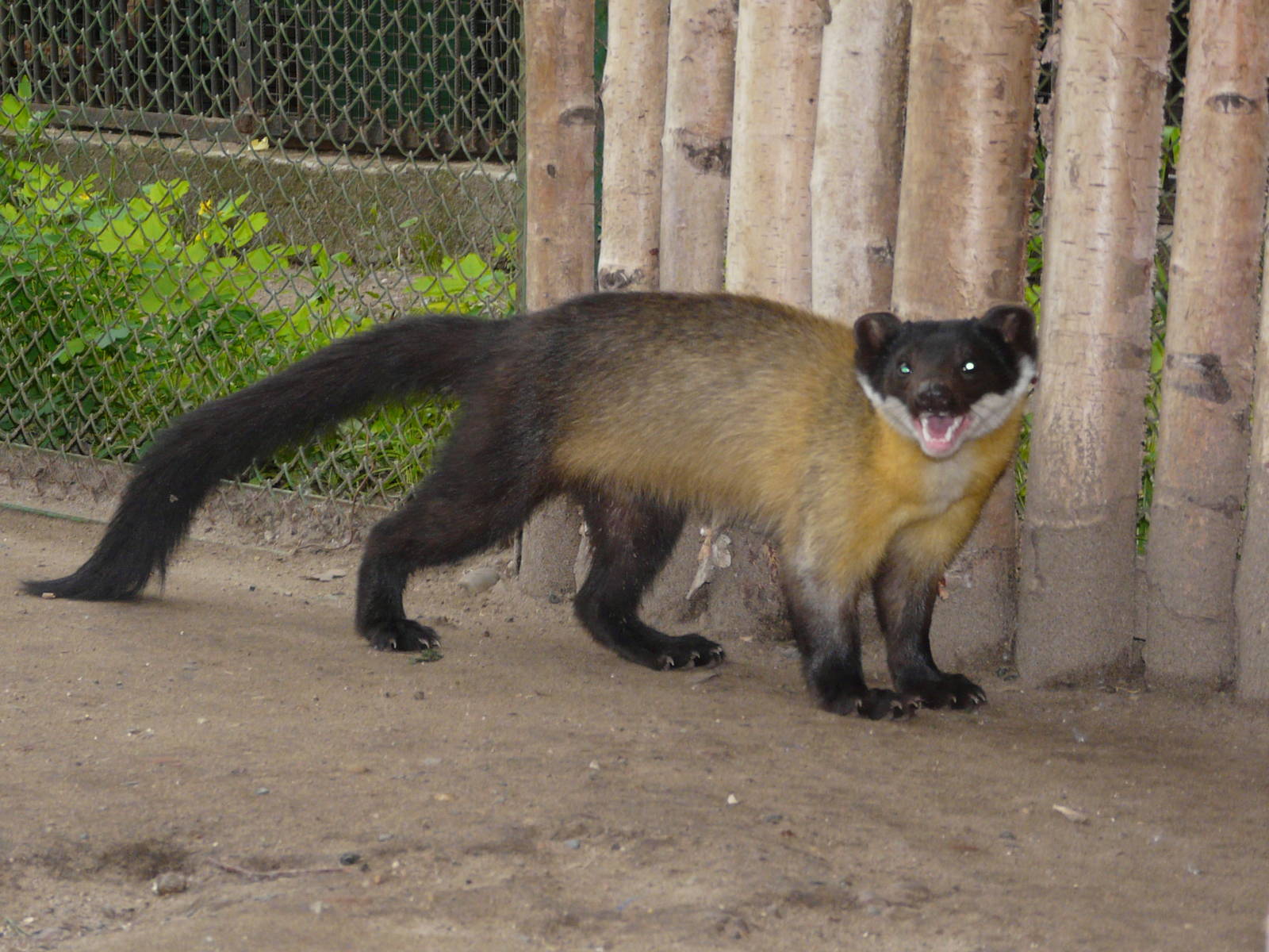 Yellow-throated marten/ Martes flavigula aterrima