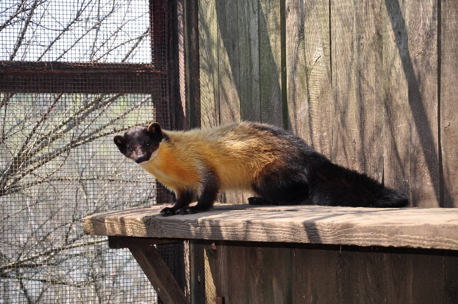 Yellow-throated marten/ Martes flavigula aterrima