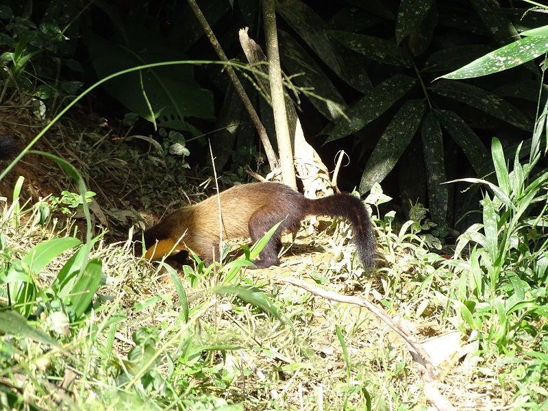 Yellow-throated marten (Martes flavigula indochinensis)