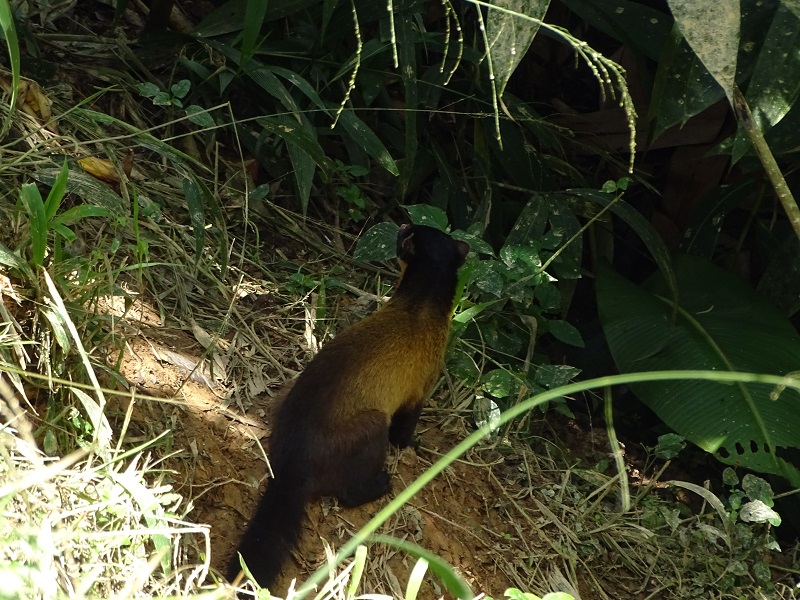 Yellow-throated marten (Martes flavigula indochinensis)