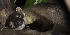 Yellow Throated Marten - Martes flavigula - Melaka Zoo - 2009