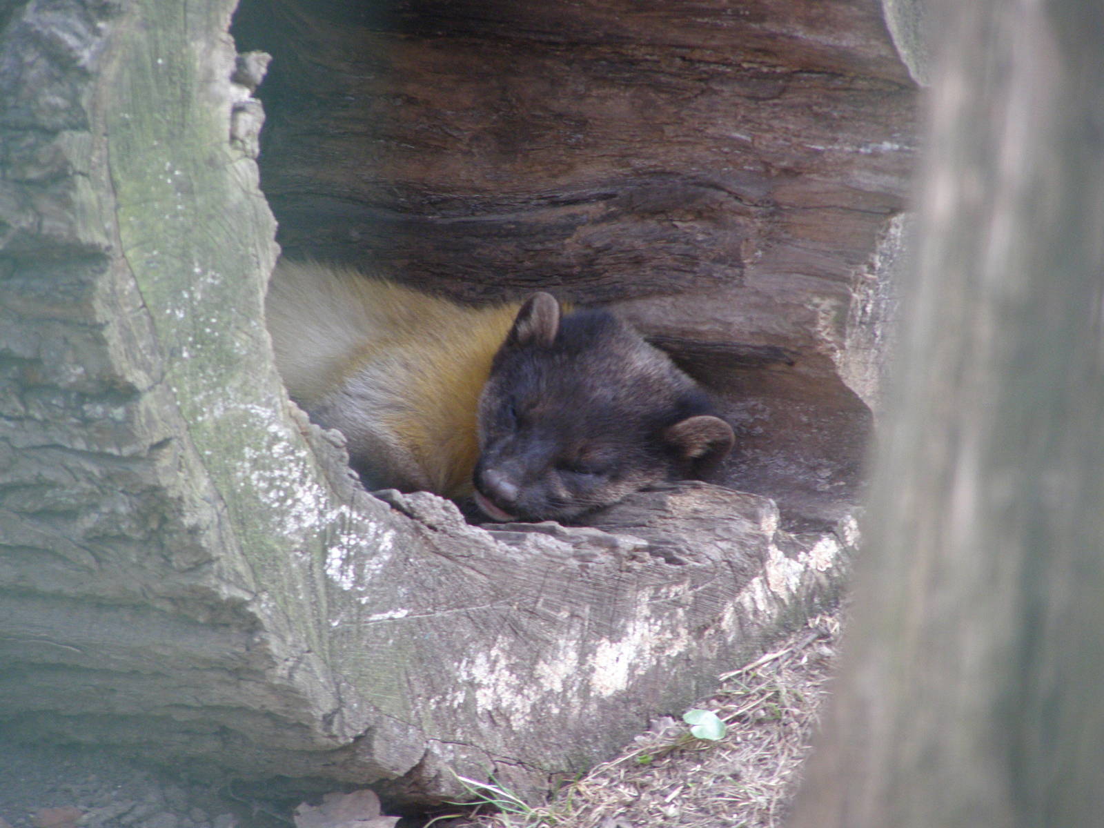 yellow-throated marten (Martes flavigula)