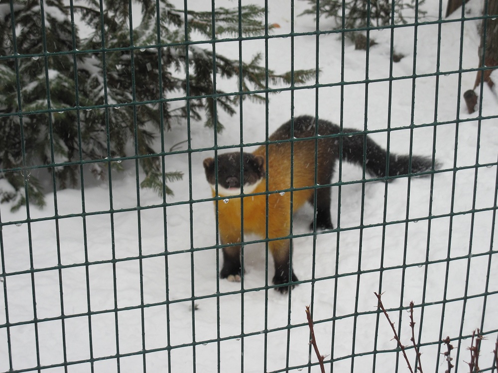 Yellow-throated marten (Martes flavigula)
