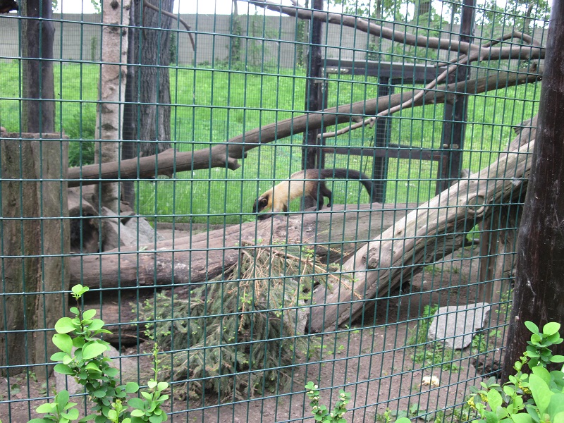 Yellow-throated marten (Martes flavigula)