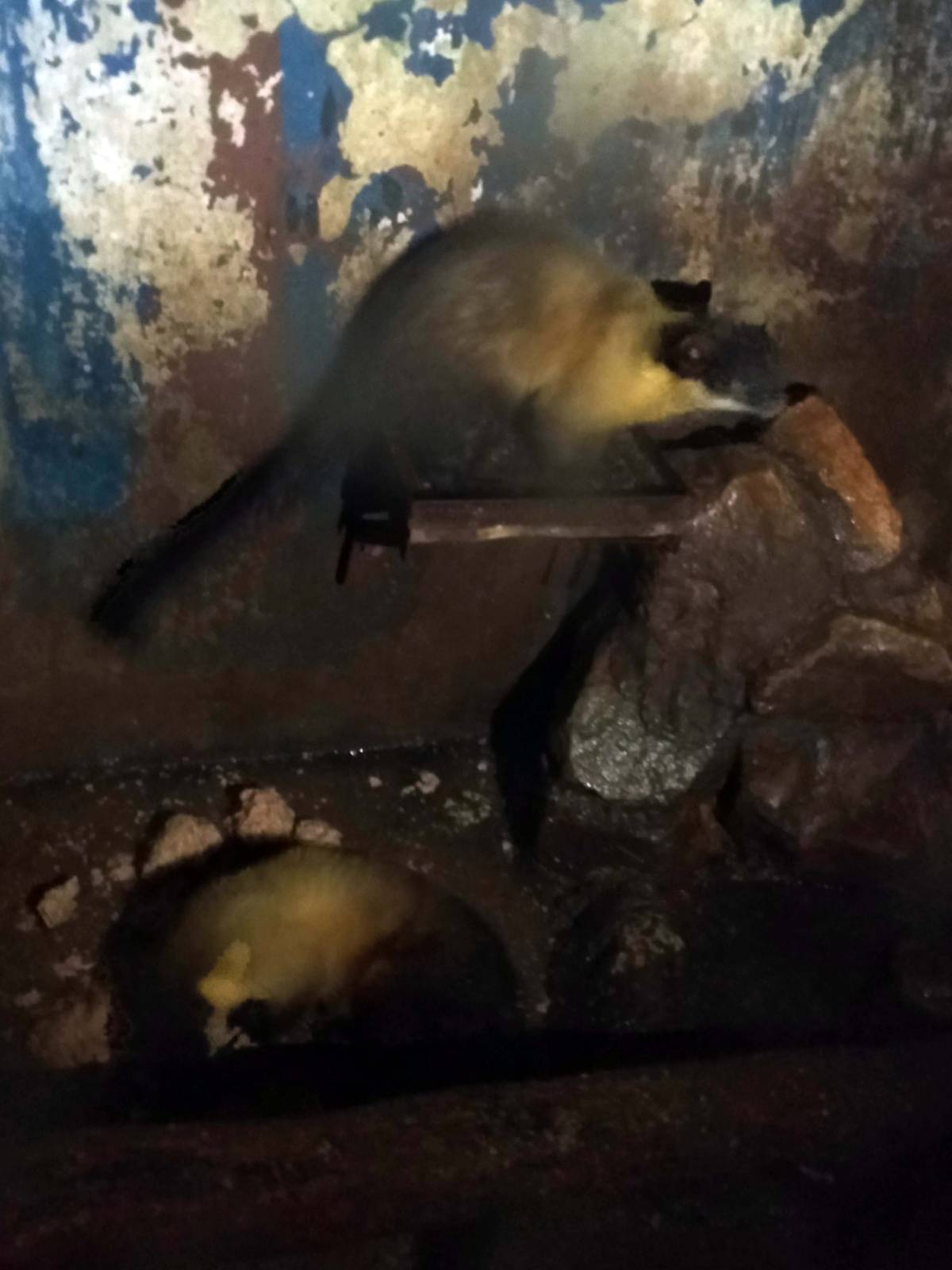 Yellow-throated Marten (Martes flavigula)