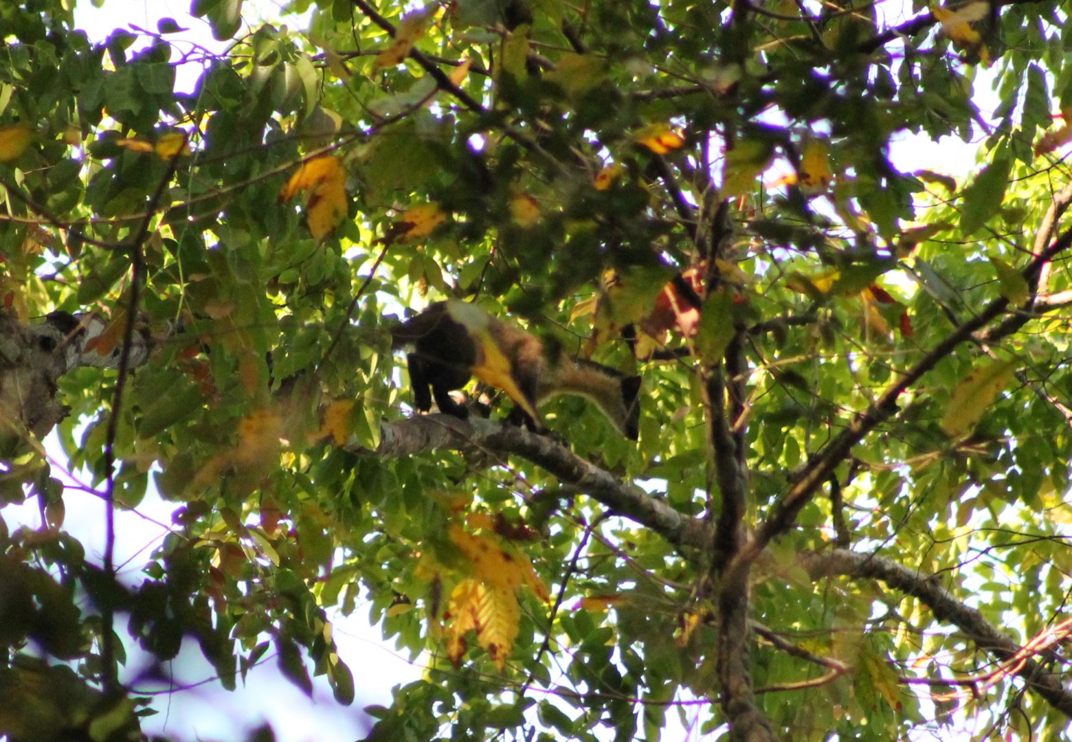Yellow-throated Marten (Martes flavigula)