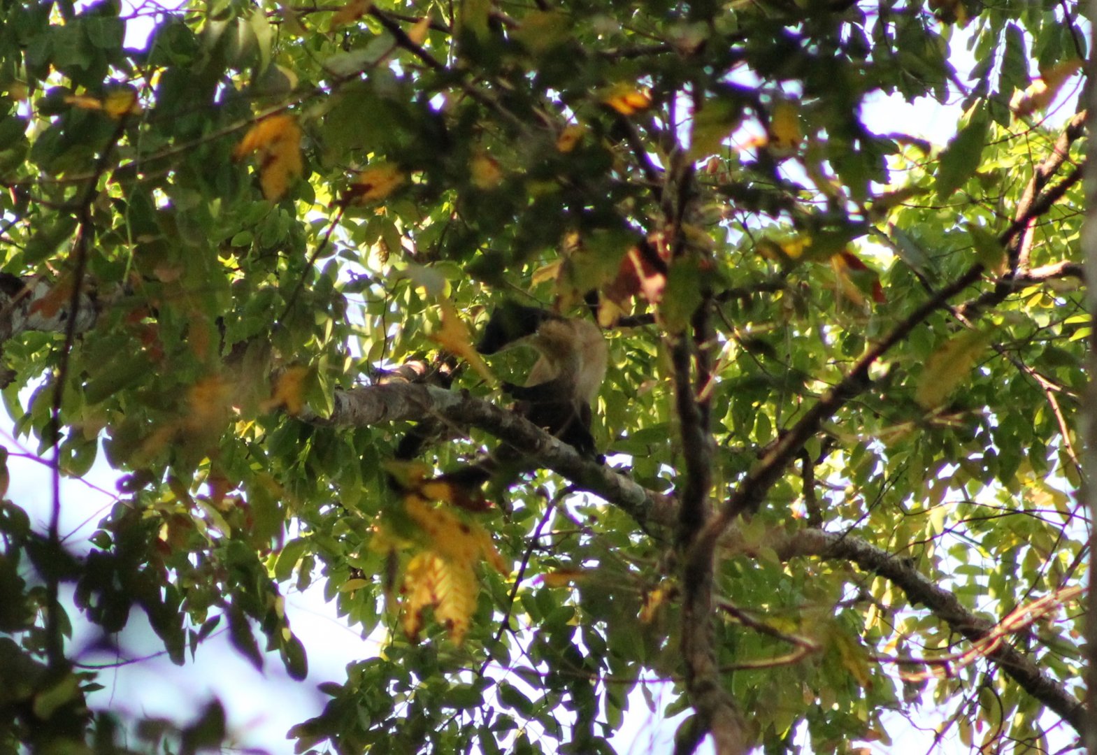 Yellow-throated Marten (Martes flavigula)