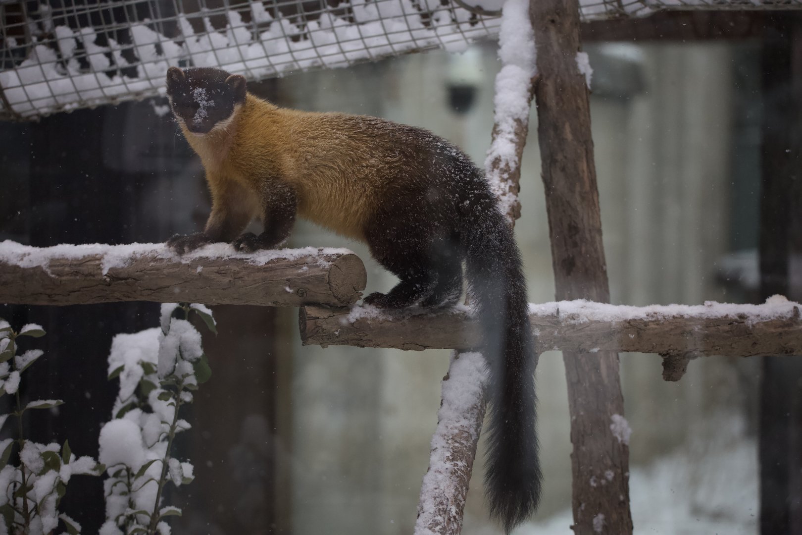 Yellow-throated marten/ Martes flavigula